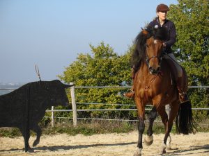 Élevage lusitanien Bretagne