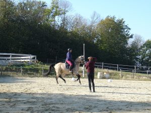 Élevage lusitanien Deux-Sèvres