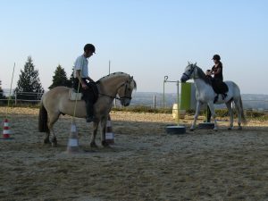 Élevage lusitanien Vendée