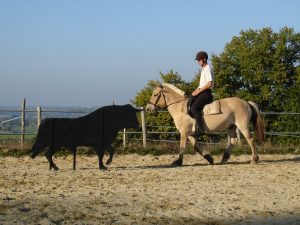 Vente de chevaux Pays de la Loire