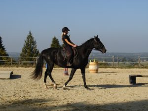 Vente de chevaux Bretagne
