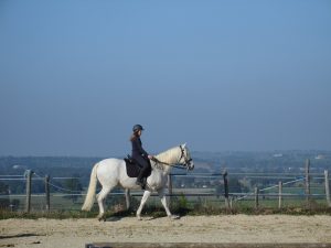Vente de chevaux Vendée