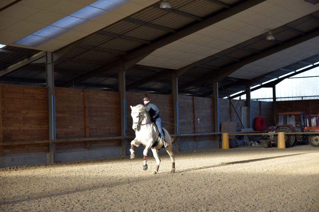 Élevage lusitanien Vendée, Bretagne, Pays de la Loire Deux-Sèvres