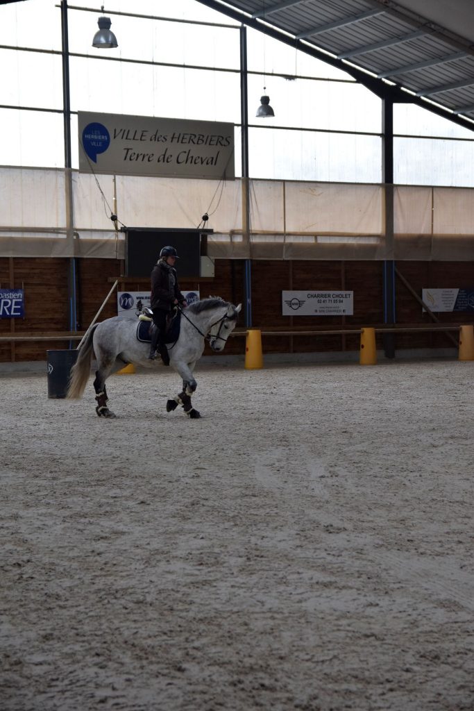 Vente de chevaux Bretagne