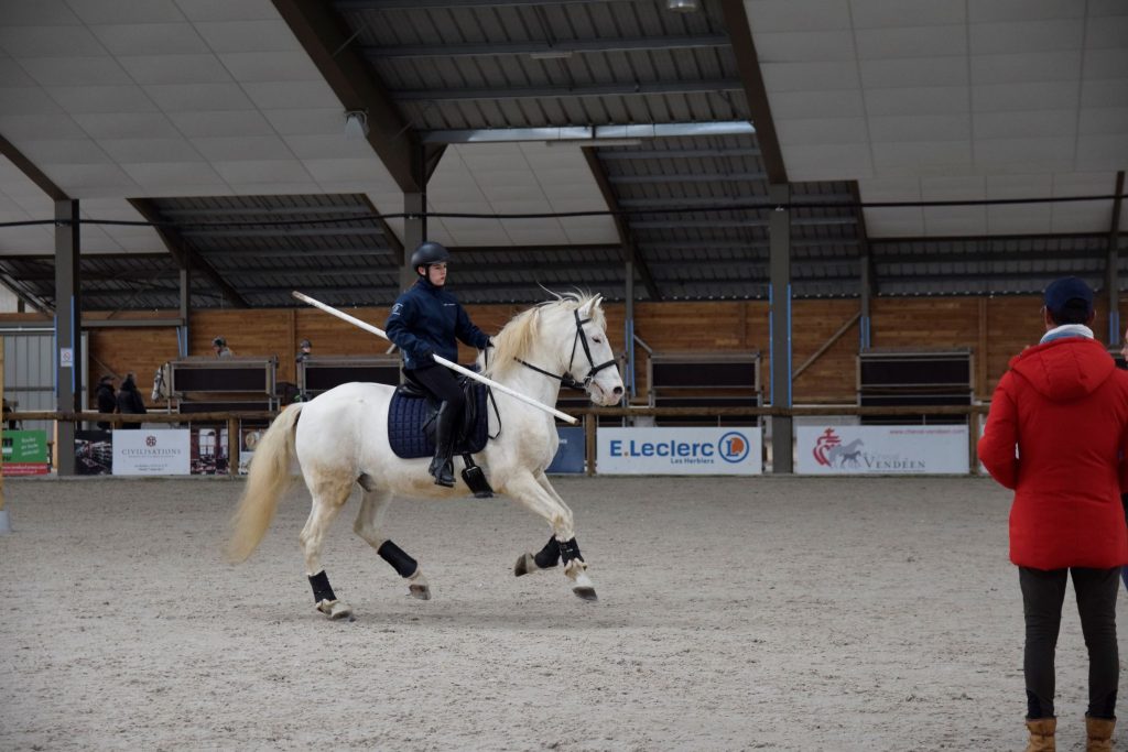 Vente de chevaux Deux-Sèvres