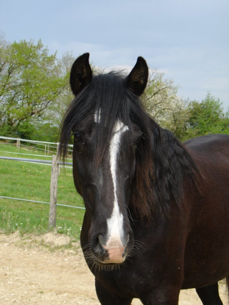 Vente de chevaux Vendée